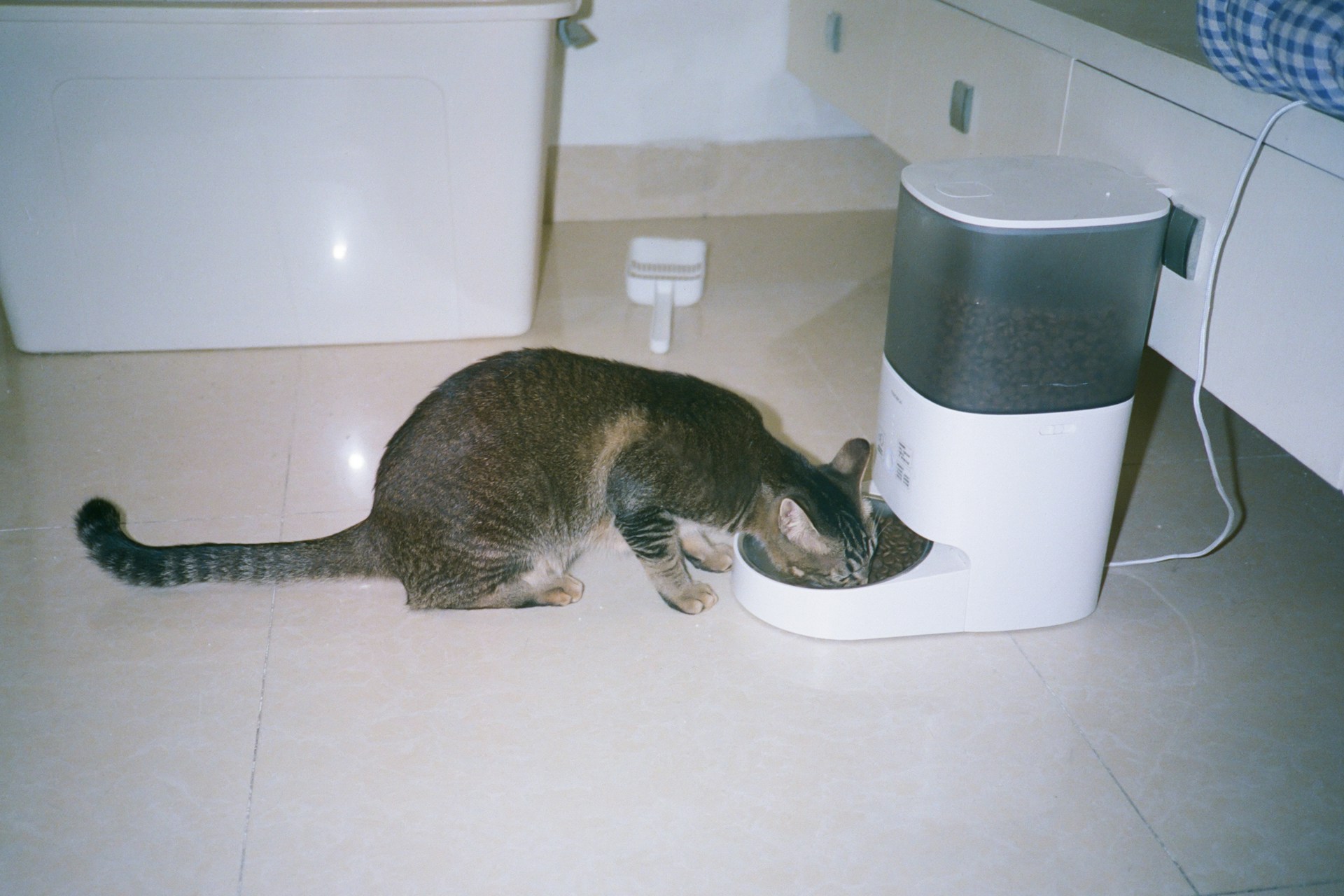 Automatyczny dozownik karmy dla kota – Najlepsze modele